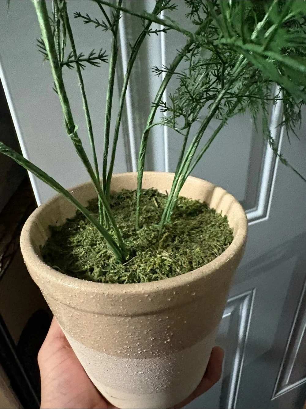 Asparagus Faux Fern potted Plant - Hearth & Hand with Magnolia